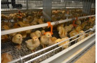 Новый дом для цыплят: "Птицефабрика Зеленецкая" продолжает модернизацию подразделения по производству яиц